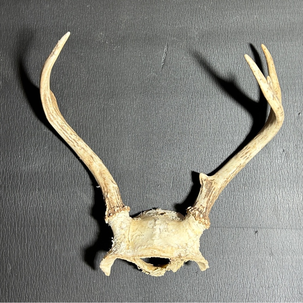 Whitetail Deer Antlers From East Texas. Unbranched 3 Point 9.2 Ounces